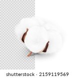 Realistic cotton boll on transparent background. Vector illustration. Great for different backgrounds. EPS10.	