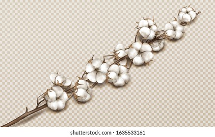 Realistic cotton branch with flowers, beautiful stem with white blossoms isolated transparent background, natural fluffy fiber ripe bolls with soft texturedesign element 3d vector illustration