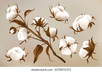 Realistic cotton flowers. Dried soft balls. Fluffy nature plants for agriculture industry, natural textile design elements. Organic products. 3d isolated elements. Vector exact icons set