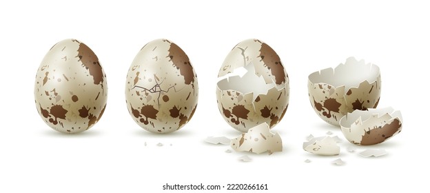 Realistic cracked quail egg. Whole and broken variegated shell, textured eggshell pieces, fresh farm diet product, hatching stages, cooking 3d isolated elements, utter vector concept