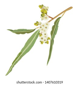 Realistic creamy white Australian Native Gumtree Flowering Eucalyptus Vector Illustration on a white background svg