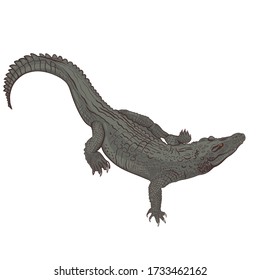 Realistic crocodile isolated on a white background. Vector graphics.