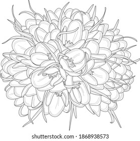 Realistic crocus flower bouquet with leafs sketch template. Cartoon vector illustration in black and white for games, background, pattern, decor. Print for fabrics. Coloring paper, page, story book