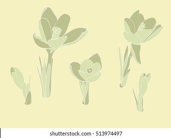 Realistic crocuses isolated on a yellow background.