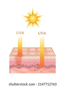 Realistic Cross Section Of Human Skin Layers Affected By Uva And Uva Sun Rays Vector Illustration