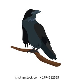 Realistic crow on a branch. Isolated on a white background. Template for web design, logo, icons, emblems.