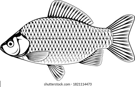 Pescado de carpas de crucigrama realista en ilustraciones aisladas en blanco y negro, un pez de agua dulce a la vista lateral