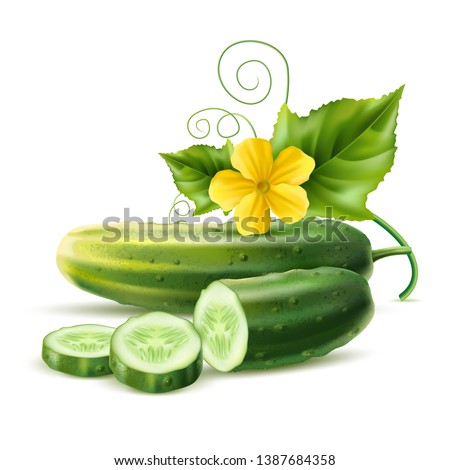 Realistic cucumber with green stem leaves and flower. Vector organic vegetable package design element. Healthy fresh cucumber slices with haulm. Agricultural product, seeds design.