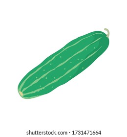 Realistic Cucumber isolated on white background in EPS10