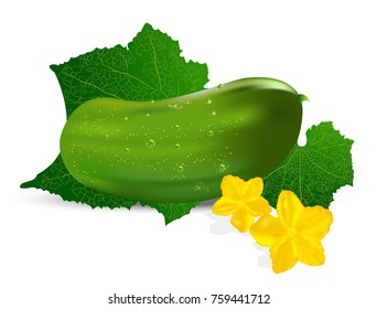 realistic cucumber with leaf and flower on a white background