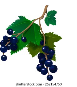 Realistic currants on a white background. Vector illustration