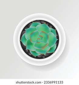 Realistic Cute Succulent with Top View