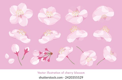 Realistic and cute vector illustration set of cherry blossoms in full bloom.