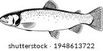 Realistic cutthroat trout fish isolated illustration, one freshwater fish on side view, commercial and recreational fisheries