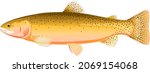 Realistic cutthroat trout fish isolated illustration, one freshwater fish on side view