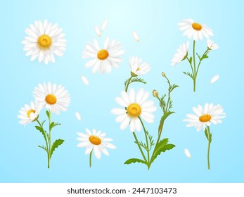 Realistic daisies. Daisy flower, camomile nature plant white petal 3d chamomile isolated wild flowers field matricaria bouquet blossoming wildflower exact macro vector illustration of camomile daisy