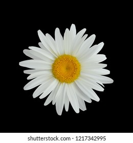 Flor de margarita realista aislada en un fondo oscuro cerca. Vector Eps 10.