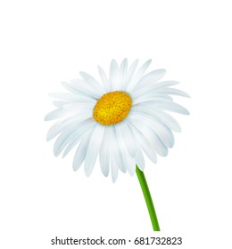 Realistic daisy flower isolated over white background, vector illustration