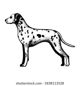Realistic dalmatian dog. Dog breed - Vector illustration