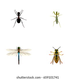 Realistic Damselfly, Ant, Bee And Other Vector Elements. Set Of Insect Realistic Symbols Also Includes Dragonfly, Bee, Mantis Objects.