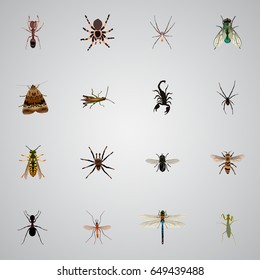 Realistic Damselfly, Arachnid, Spider And Other Vector Elements. Set Of  Realistic Symbols Also Includes Mantis, Jewel, Spinner Objects.