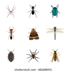 Realistic Damselfly, Bee, Dor And Other Vector Elements. Set Of Insect Realistic Symbols Also Includes Moth, Spider, Emmet Objects.