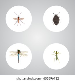 Realistic Damselfly, Grasshopper, Gnat And Other Vector Elements. Set Of Bug Realistic Symbols Also Includes Insect, Gnat, Locust Objects.