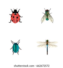 Realistic Damselfly, Housefly, Bug And Other Vector Elements. Set Of Insect Realistic Symbols Also Includes Dor, Wasp, Ladybug Objects.