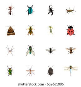 Realistic Damselfly, Housefly, Ladybird And Other Vector Elements. Set Of  Realistic Symbols Also Includes Fly, Bee, Ladybird Objects.