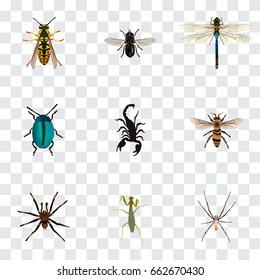 Realistic Damselfly, Spider, Bug And Other Vector Elements. Set Of Bug Realistic Symbols Also Includes Gnat, Dor, Blue Objects.