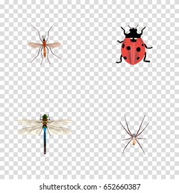 Realistic Damselfly, Spider, Ladybird And Other Vector Elements. 