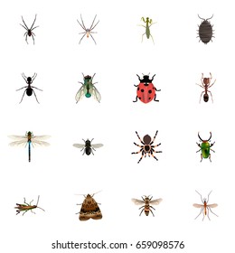 Realistic Damselfly, Spinner, Housefly And Other Vector Elements. Set Of Insect Realistic Symbols Also Includes Midge, Bug, Grasshopper Objects.