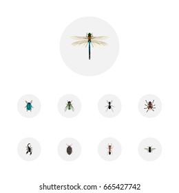 Realistic Damselfly, Tarantula, Housefly And Other Vector Elements. Set Of Insect Realistic Symbols Also Includes Arachnid, Scorpion, Pismire Objects.