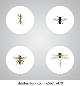 Realistic Damselfly, Wasp, Midge And Other Vector Elements. Set Of Insect Realistic Symbols Also Includes Damselfly, Insect, Locust Objects.