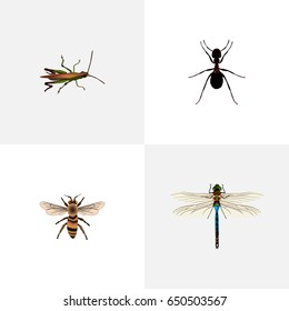 Realistic Damselfly, Wisp, Ant And Other Vector Elements. Set Of Bug Realistic Symbols Also Includes Emmet, Wisp, Insect Objects.