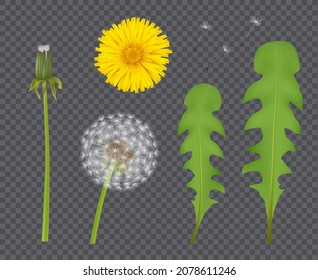 Realistic dandelion. Botanical illustration beautiful flower with transparent flowing buds and leaf flying particles decent vector illustrations of dandelion