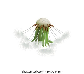 Realistic dandelion head with few seeds on white background vector illustration