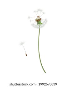 Realistic dandelion head with stem and flying seeds isolated vector illustration
