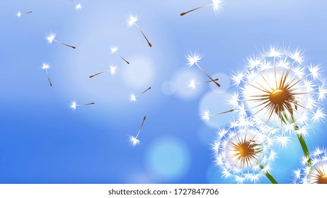 Realistic dandelion. White fluffy flower, flying seeds on blue sky. Spring summer season banner. Floral vector background