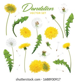 Realistic dandelions set with editable images of flowers with feathers and green leaves on blank background vector illustration