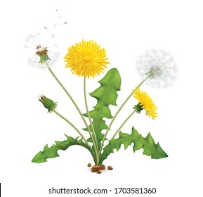 Realistic dandelions set with view of whole plant with stalk leaves and flowers with flying feathers vector illustration