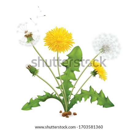 Similar – Image, Stock Photo flowering wild plant pure cabbage