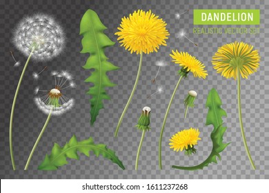 Realistic dandelions transparent set with isolated images of plant elements with flowers leaves and falling feathers vector illustration