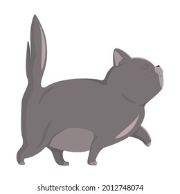 Realistic dark cat walking on a white background - Vector illustration