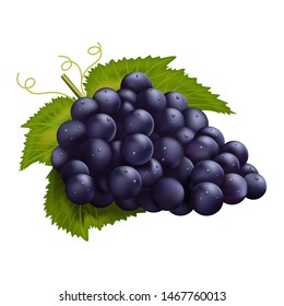 Realistic dark grapes. Vector illustration isolated on white background