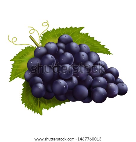 Realistic dark grapes. Vector illustration isolated on white background