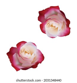 realistic dark pink roses vector