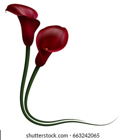 Realistic dark red calla lily, corner. The symbol of Attraction and Passion. 