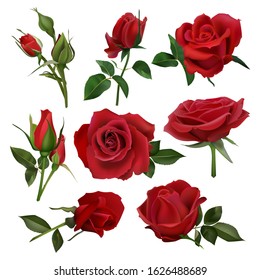 Realistic decorative roses bouquet. Floral red roses bouquets, flowers with leaves and burgeon, flowers blossom bunch isolated vector set. close up natural botanic elements for wedding invitation card