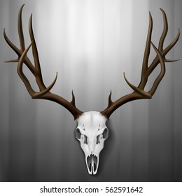 Realistic Deer Skull and antlers hanging on wall, Vector Illustration